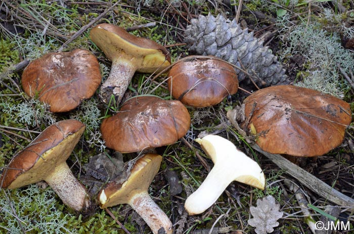 Suillus bellini