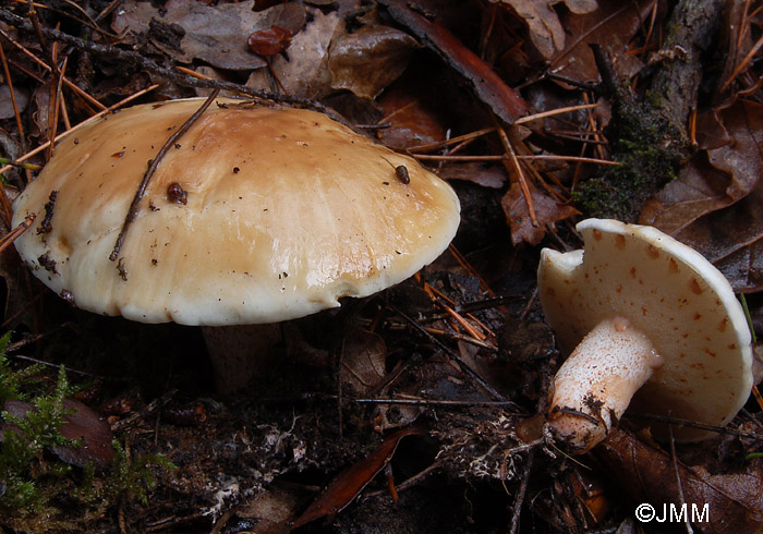 Suillus bellini