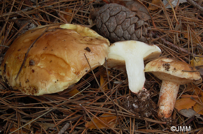 Suillus bellini