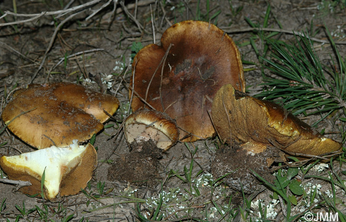 Suillus bellini