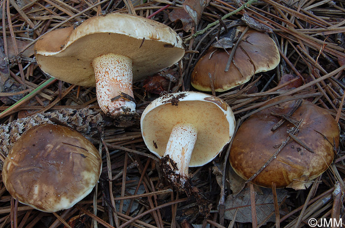 Suillus bellini