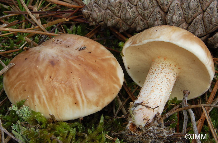 Suillus bellini