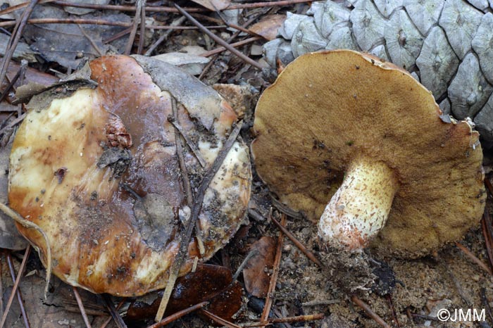 Suillus bellini