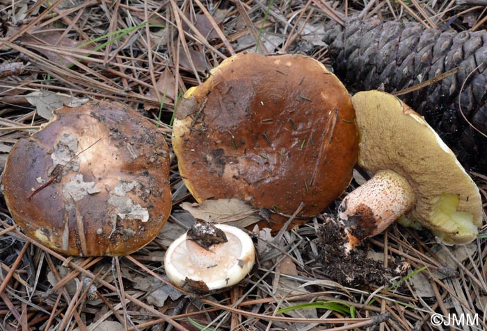 Suillus bellini