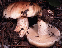 Suillus bellini