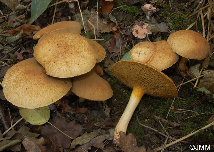 Suillus bovinus