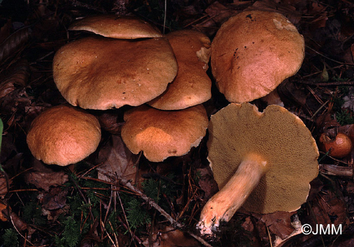 Suillus bovinus