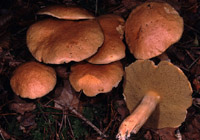 Suillus bovinus