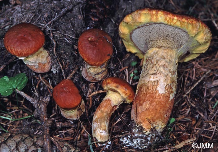 Suillus bresadolae