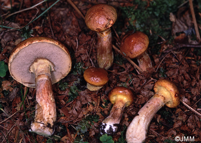 Suillus bresadolae