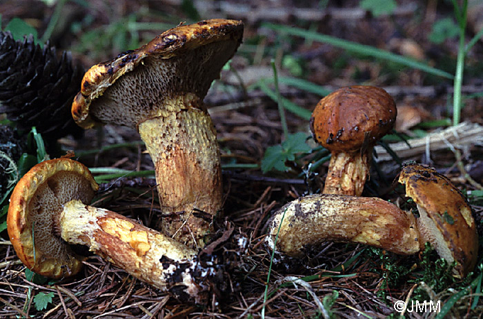 Suillus bresadolae