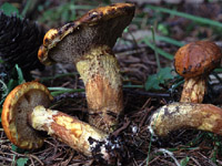 Suillus bresadolae