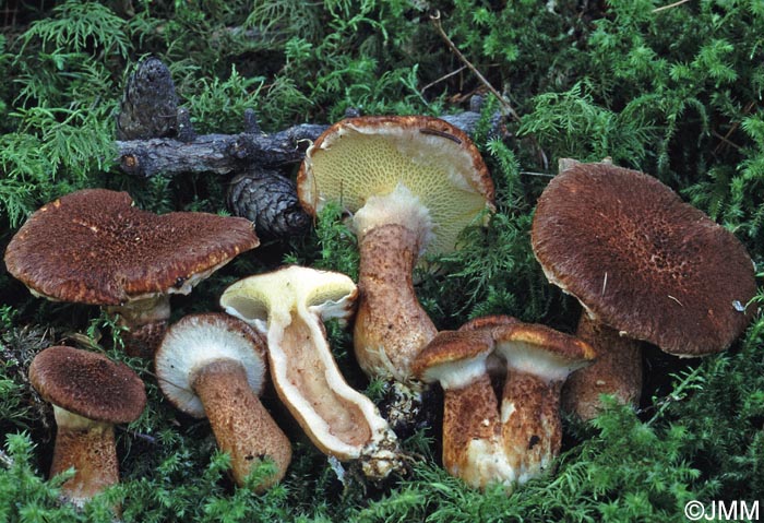 Boletinus cavipes = Suillus cavipes