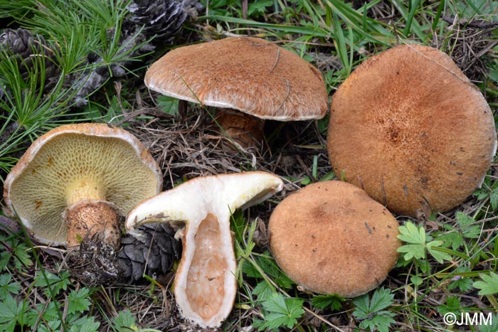 Boletinus cavipes = Suillus cavipes