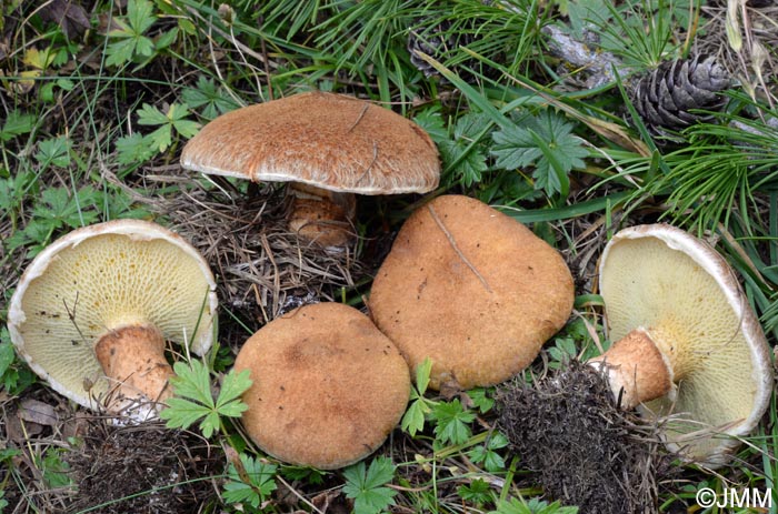 Boletinus cavipes = Suillus cavipes