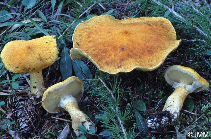 Boletinus cavipes f. aureus = Suillus cavipes var. aureus