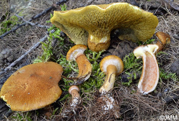 Boletinus cavipes f. aureus = Suillus cavipes var. aureus