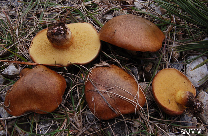 Suillus collinitus