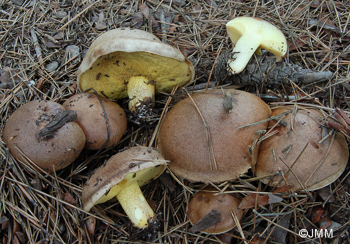 Suillus collinitus