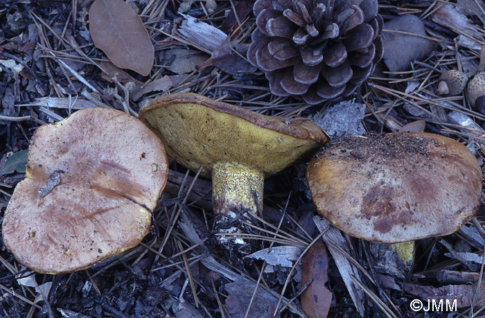 Suillus collinitus