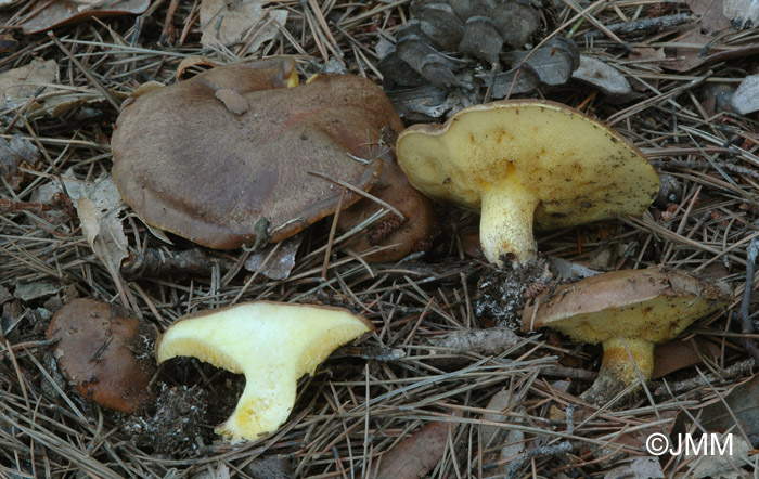 Suillus collinitus