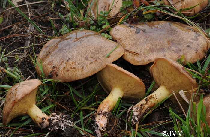 Suillus collinitus