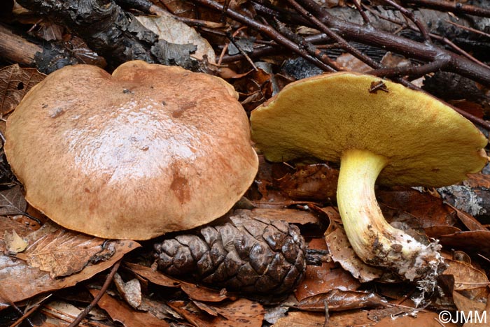 Suillus collinitus