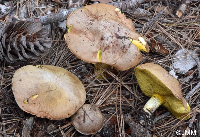 Suillus collinitus