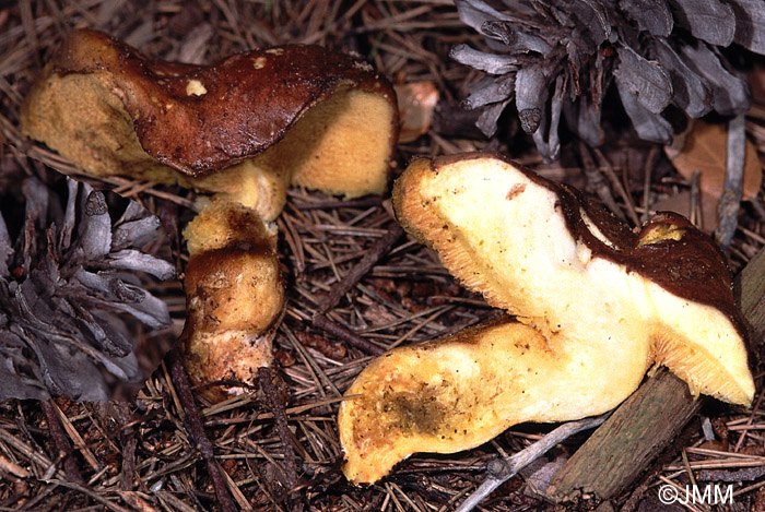 Suillus collinitus var. velatipes