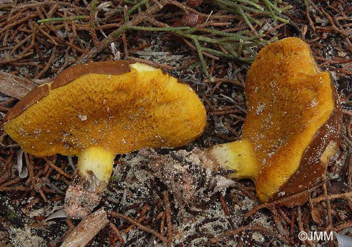 Suillus collinitus var. velatipes