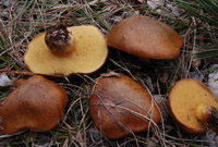 Suillus collinitus