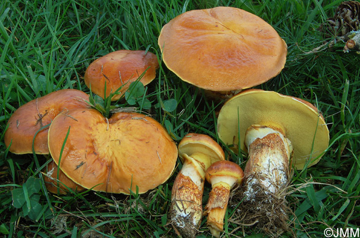 Suillus grevillei 