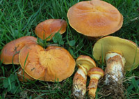 Suillus grevillei