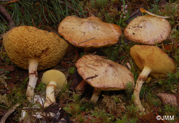 Suillus flavidus