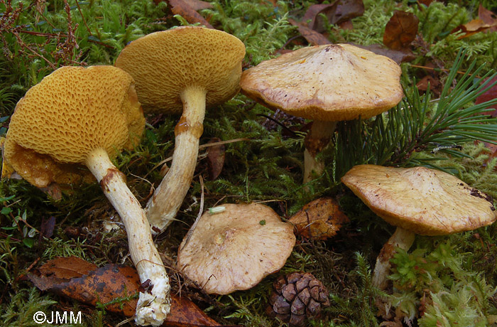 Suillus flavidus