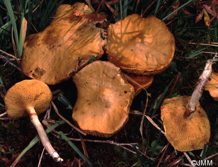 Suillus flavidus