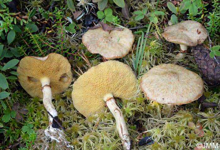 Suillus flavidus