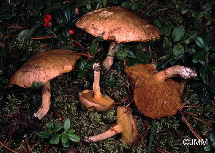 Suillus flavidus