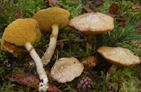 Suillus flavidus