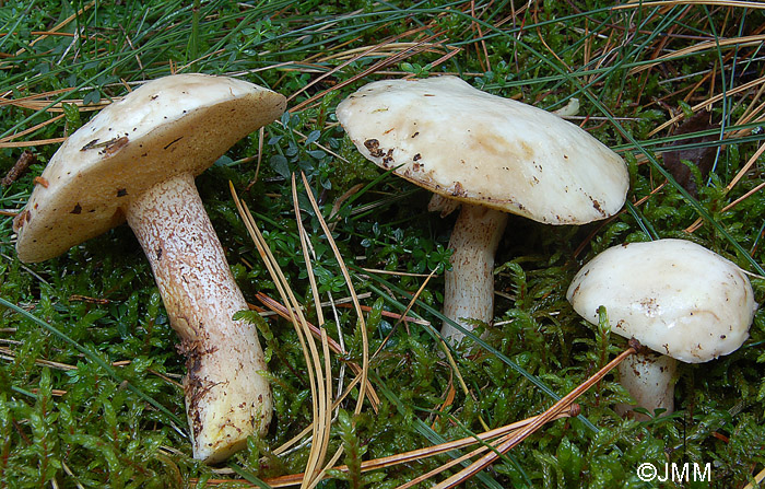 Suillus fusipes