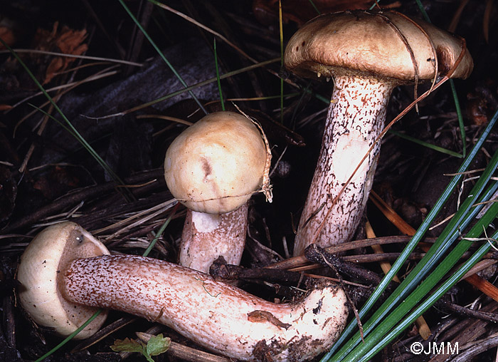 Suillus fusipes