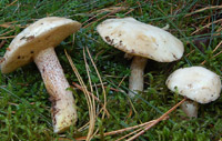 Suillus fusipes