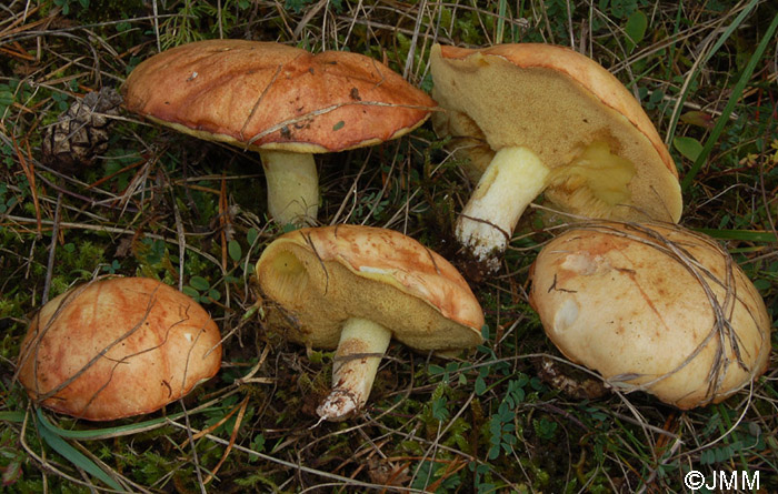 Suillus granulatus 