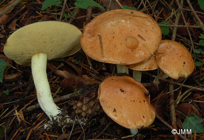 Suillus granulatus