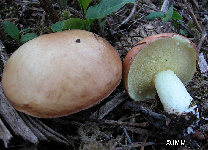 Suillus granulatus