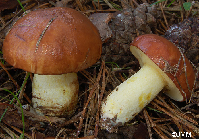 Suillus granulatus