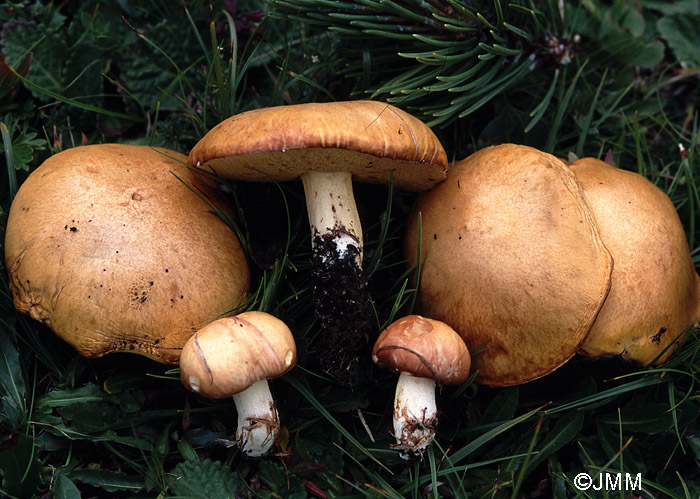 Suillus granulatus