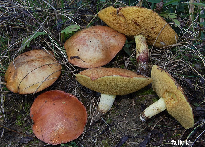 Suillus granulatus