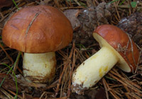 Suillus granulatus