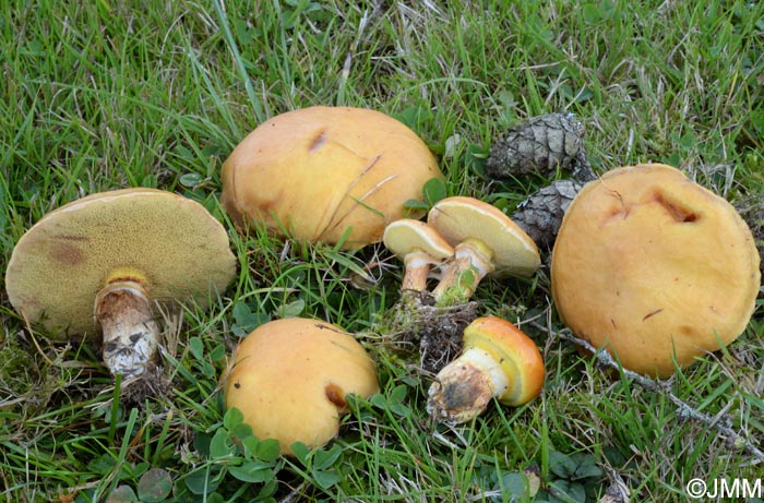 Suillus grevillei = Suillus elegans